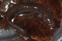 Necturus punctatus