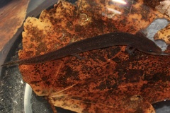 Necturus punctatus