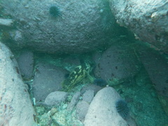 Sebastes chrysomelas