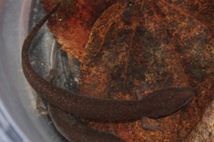Necturus punctatus