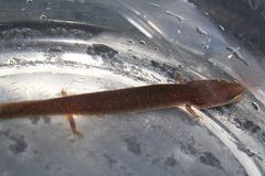 Necturus punctatus