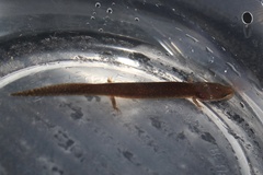 Necturus punctatus