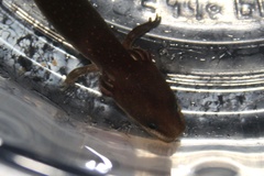 Necturus punctatus