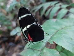Heliconius wallacei