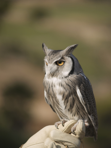 Northern White-faced Owl