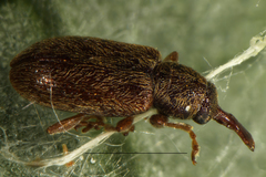 Rhinorhynchus rufulus