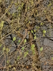 Psittacula krameri
