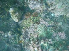 Urticina piscivora