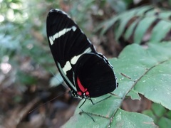 Heliconius wallacei