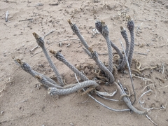 Pterocactus tuberosus