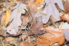 Cratichneumon w-album