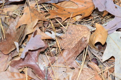 Cratichneumon w-album
