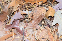 Cratichneumon w-album
