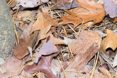 Cratichneumon w-album