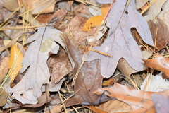 Cratichneumon w-album