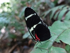 Heliconius wallacei