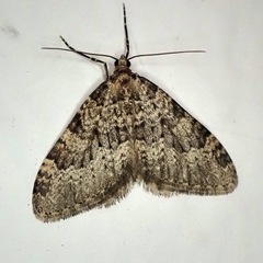 Nebula ibericata