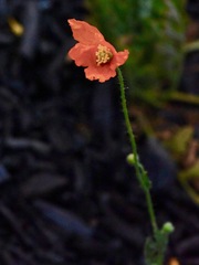 Papaver californicum