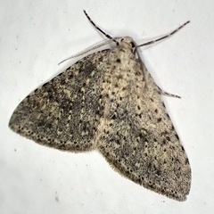 Colostygia multistrigaria