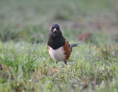 Pipilo maculatus oregonus