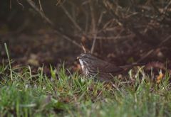 Melospiza melodia morphna