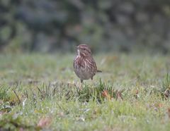 Melospiza melodia morphna