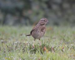 Melospiza melodia morphna