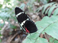 Heliconius wallacei