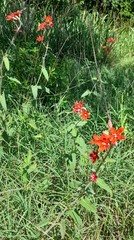 Oxypetalum coccineum