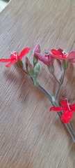 Oxypetalum coccineum