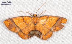 Melinodes detersaria