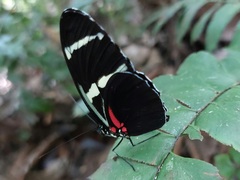 Heliconius wallacei