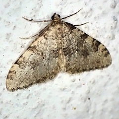 Nebula ibericata