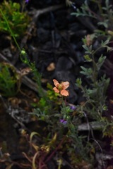 Papaver californicum