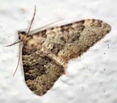 Nebula ibericata