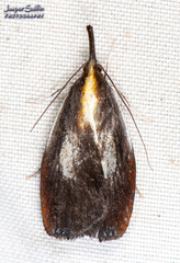Lethata