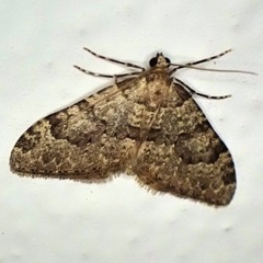Nebula ibericata