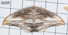 Morphomima fulvitacta
