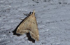Diplopseustis perieresalis