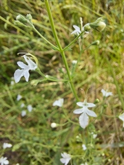 Teucrium corymbosum