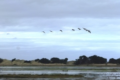Branta canadensis maxima