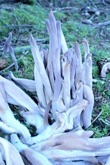 Alloclavaria