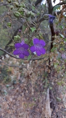 Maurandya barclayana