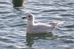 Larus glaucoides