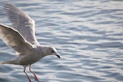 Larus glaucoides