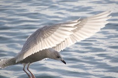 Larus glaucoides