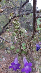 Maurandya barclayana