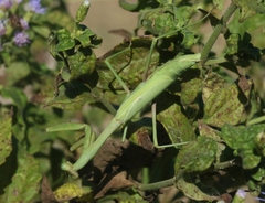 Stagmomantis resacae
