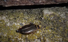 Lancetes lanceolatus