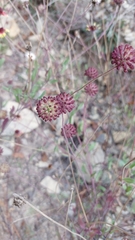 Gaillardia mexicana